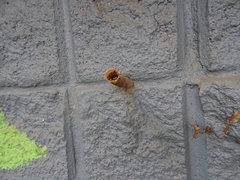 Meliponini