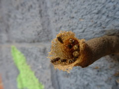 Meliponini