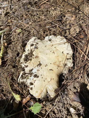 iNaturalist observation photo of Short-stemmed Russula