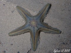 Astropecten platyacanthus
