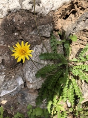 Asteraceae