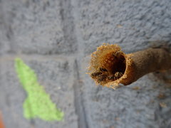 Meliponini
