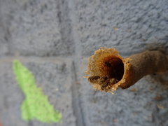 Meliponini