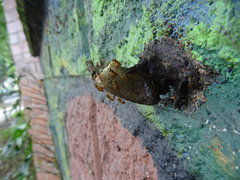 Tetragonisca