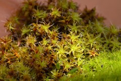 Syntrichia ruralis