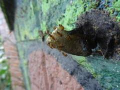 Tetragonisca