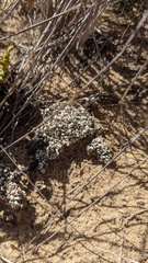 Cladonia firma