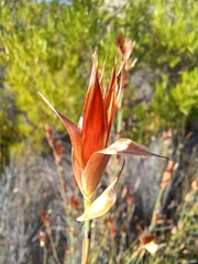 Curved-leaved willdenowia (Willdenowia incurvata)