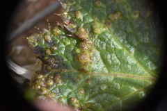 Protomyces