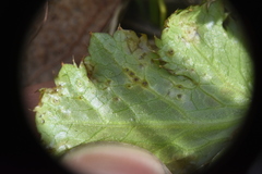 Protomyces