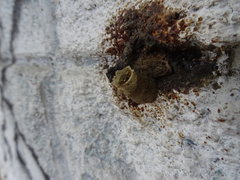 Tetragonisca