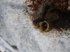 Tetragonisca