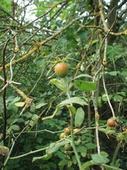 Rosa tomentosa