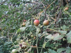 Rosa tomentosa