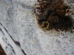 Tetragonisca