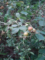 Rosa tomentosa