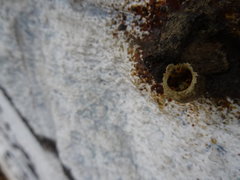 Tetragonisca