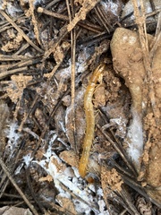 Theatops erythrocephalus