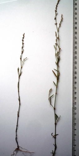 Bellard's smartweed (Polygonum patulum)