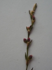 Polygonum patulum