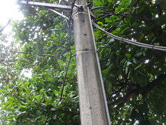 Meliponini