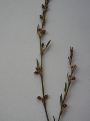 Polygonum patulum
