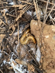 Theatops erythrocephalus