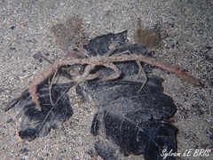 Inachus communissimus