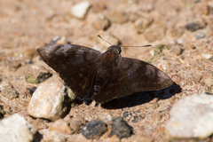 Pellicia