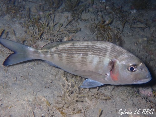 Gilthead Seabream