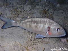 Gilthead photo 2