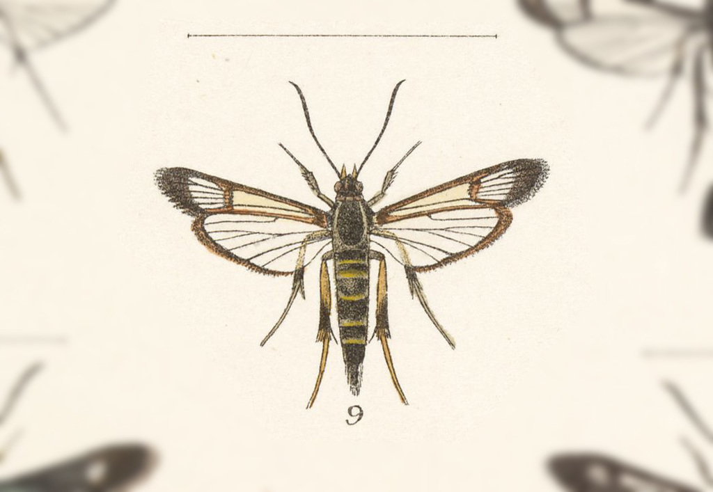 Carmenta guatemalena