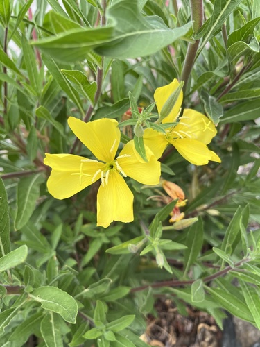iNaturalist observation photo of tall evening primrose