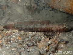 Chromogobius zebratus