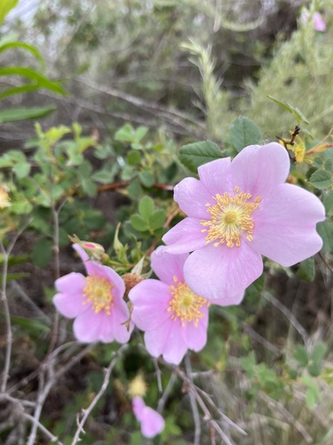 iNaturalist observation photo of California Wild Rose