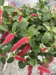 Acalypha hispida