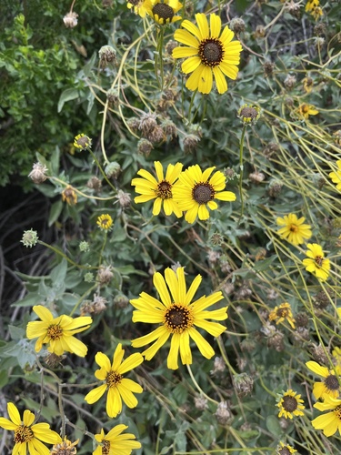 iNaturalist observation photo of California brittlebush