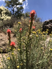 Castilleja martini martini