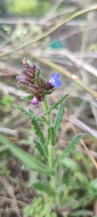 Anchusa arvensis