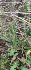 Anchusa arvensis