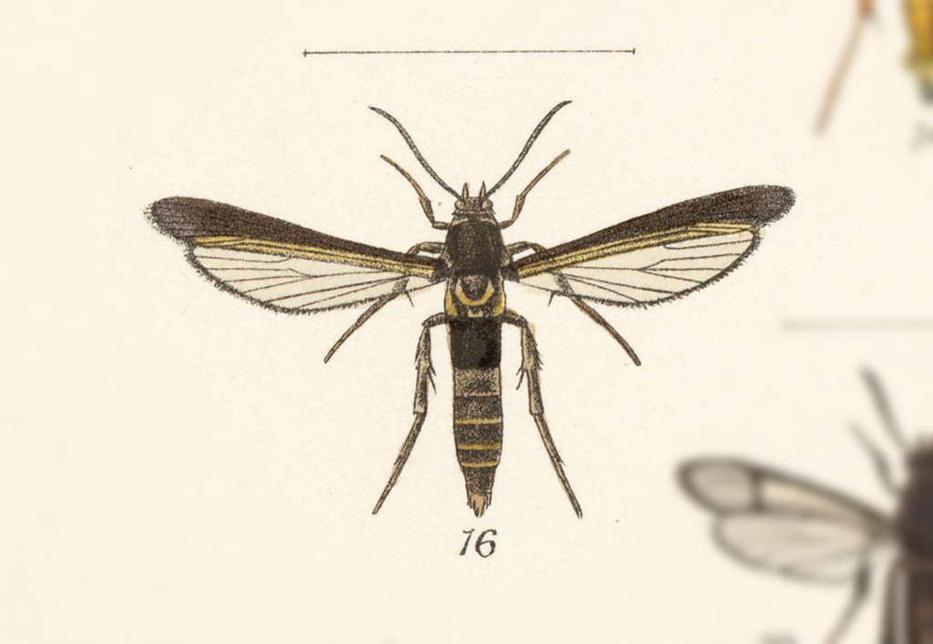 Sophona tabogana