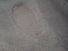Arnoglossus laterna
