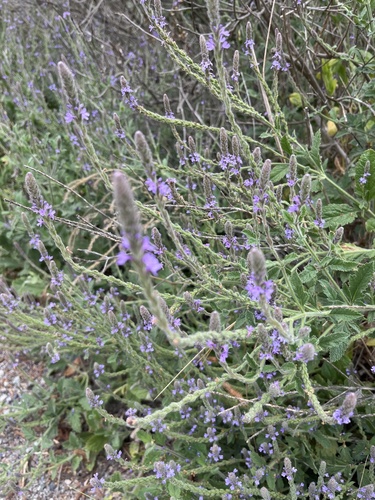 iNaturalist observation photo of western vervain