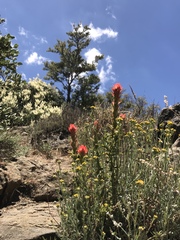 Castilleja martini martini