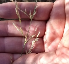 Melica imperfecta