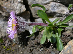 Erigeron neglectus