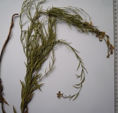 Linaria biebersteinii