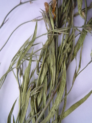 Linaria biebersteinii