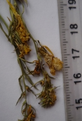 Linaria biebersteinii