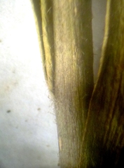 Linaria biebersteinii